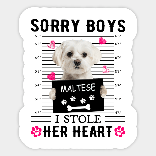 White Maltese Sorry Boys I Stole Her Heart Valentine's Day Sticker by PlumleelaurineArt